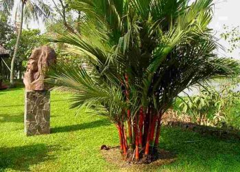 Cây cảnh này có thể giúp tăng độ ẩm không khí