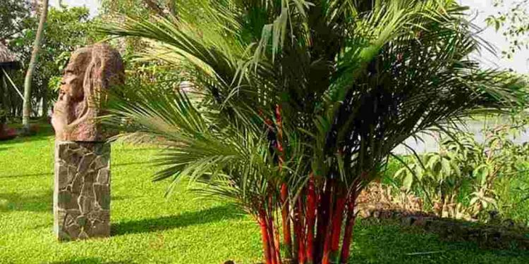 Cây cảnh này có thể giúp tăng độ ẩm không khí