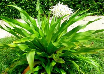 Cây Đại tướng quân có hoa màu trắng