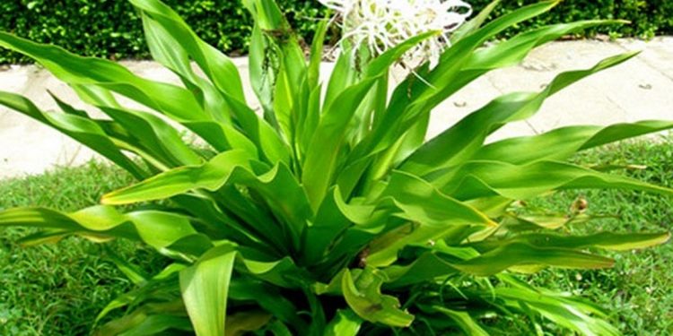 Cây Đại tướng quân có hoa màu trắng