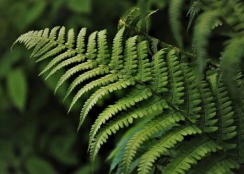 Lá dương xỉ Polypodium leucotomos