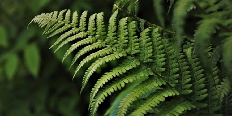 Lá dương xỉ Polypodium leucotomos