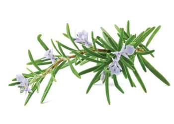 Cây hương thảo có các công dụng tuyệt vời