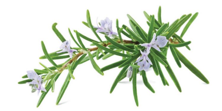 Cây hương thảo có các công dụng tuyệt vời