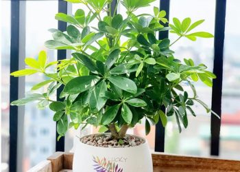 Công dụng của Cây Ngũ Gia Bì