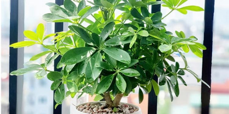 Công dụng của Cây Ngũ Gia Bì