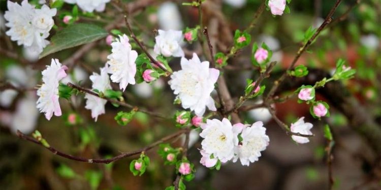 Công dụng của hoa nhất chi mai