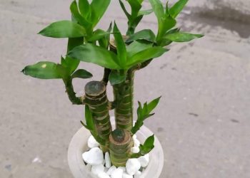 Những Lợi Ích Của Cây Phát Lộc