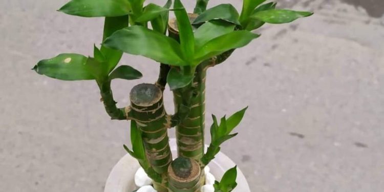 Những Lợi Ích Của Cây Phát Lộc
