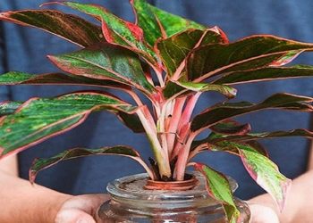 Công dụng của cây phú quý