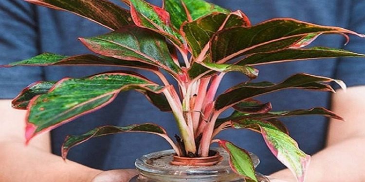 Công dụng của cây phú quý