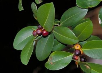 Tổng quan về cây si