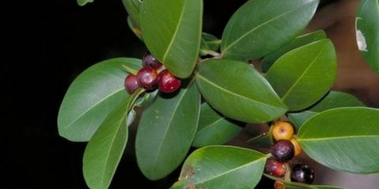 Tổng quan về cây si