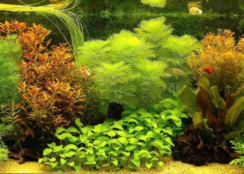 Trồng cây thủy sinh bể cá