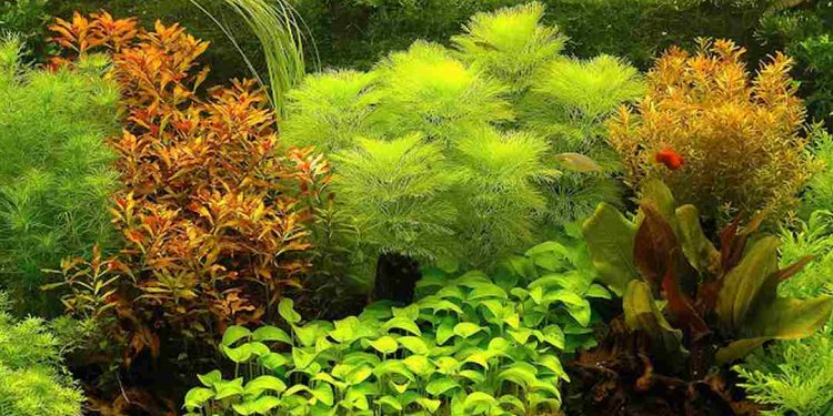 Trồng cây thủy sinh bể cá