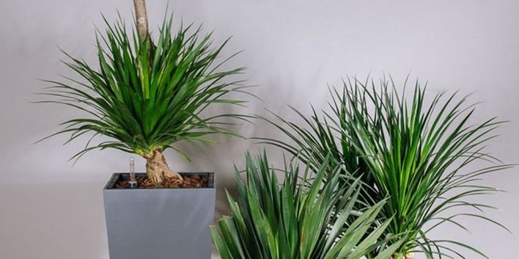 Giới thiệu về cây phát tài núi