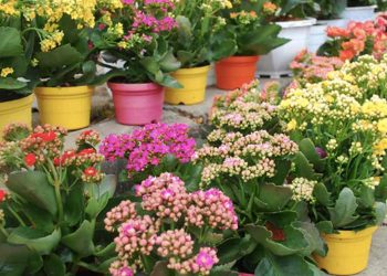 Giới thiệu về cây sống đời