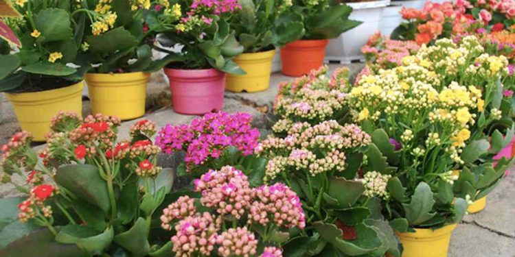 Giới thiệu về cây sống đời