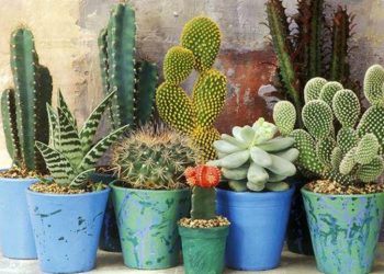 Nguồn gốc của cây xương rồng