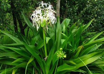 Đại tướng quân được thu hoạch quanh năm