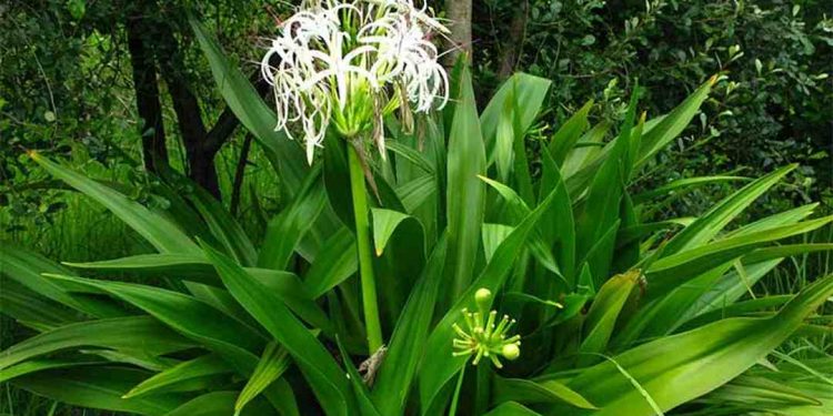 Đại tướng quân được thu hoạch quanh năm