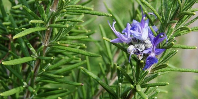 Hoa của cây hương thảo