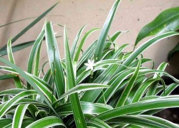 Cây lan chi được trồng nhiều ở khu vực đông nam á