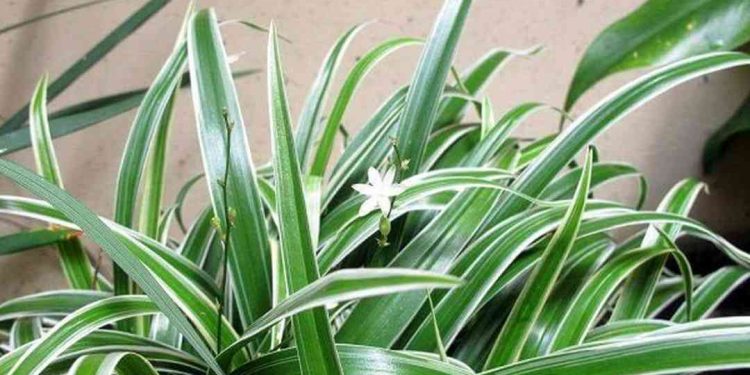 Cây lan chi được trồng nhiều ở khu vực đông nam á