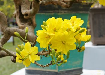 Nguồn gốc và phân bố của cây Mai