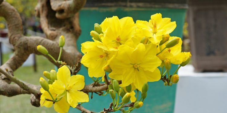 Nguồn gốc và phân bố của cây Mai