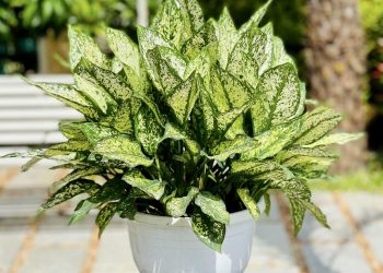 Nguồn gốc và phân bố của cây Ngọc Ngân