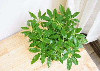 Đặc điểm của cây ngũ gia bì