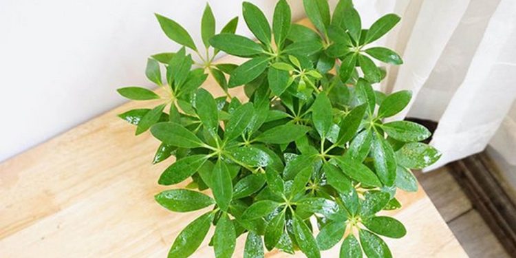 Đặc điểm của cây ngũ gia bì