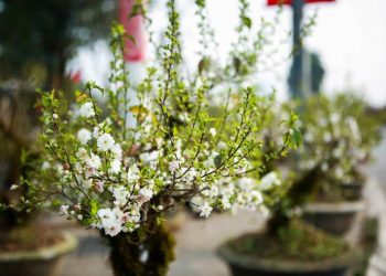 Vẻ đẹp của hoa nhất chi mai