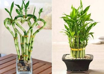 Nguồn gốc và phân bố của cây Phát Lộc