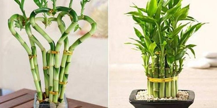 Nguồn gốc và phân bố của cây Phát Lộc