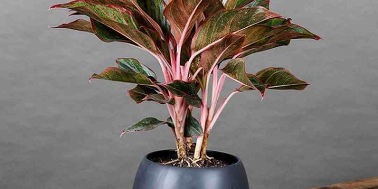 Cây Phú Quý có thể phát triển tốt trong các vùng có độ cao