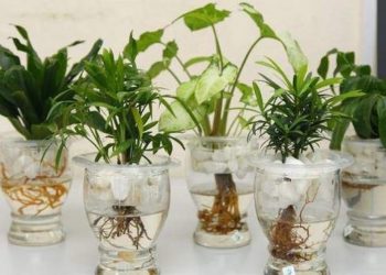 Cây thủy sinh là những loài thực vật sống trong nước