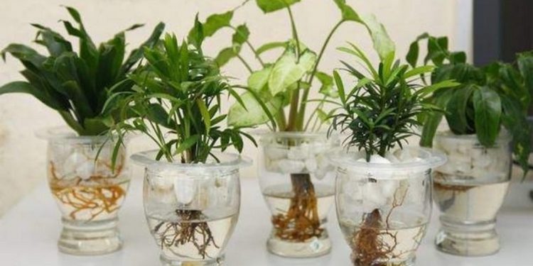 Cây thủy sinh là những loài thực vật sống trong nước