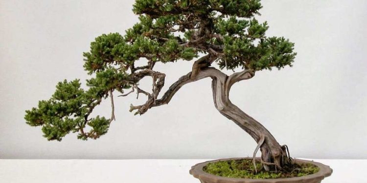 Đặc điểm sinh học của cây tùng