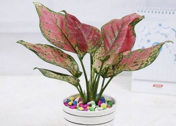 Cách chọn cây vạn lộc phù hợp để trồng