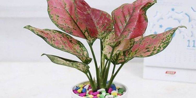 Cách chọn cây vạn lộc phù hợp để trồng