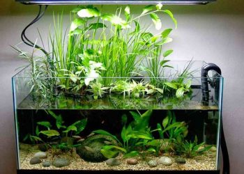 chọn loại cây thủy sinh phù hợp với bể cá của bạn