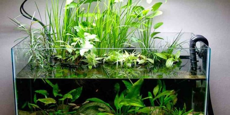 chọn loại cây thủy sinh phù hợp với bể cá của bạn