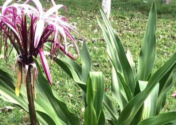 Khoảng cách trồng giữa các cây đại tướng quân