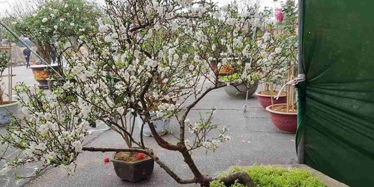 Những bông mai trắng khoe sắc