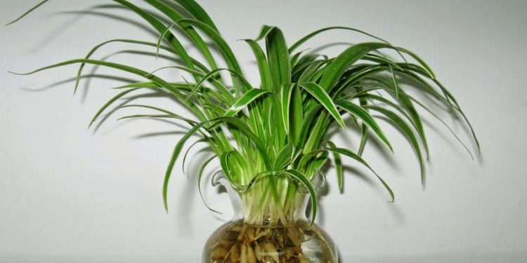 Khi trồng cây lan chi bạn cần phải xem xét nhiều yếu tố khác nhau