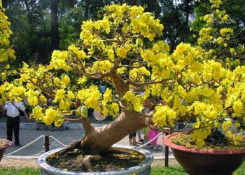 địa điểm trồng cây mai hiệu quả là một yếu tố quan trọng