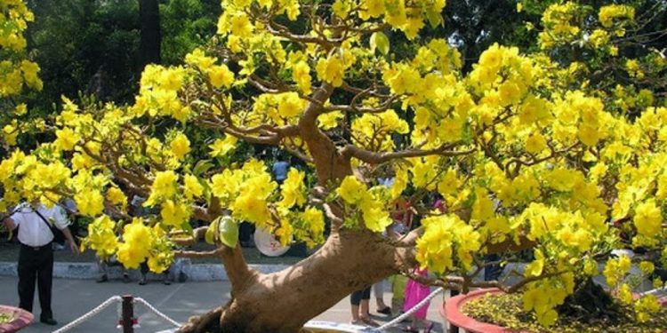 địa điểm trồng cây mai hiệu quả là một yếu tố quan trọng