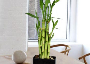 Cách chọn địa điểm trồng cây hiệu quả